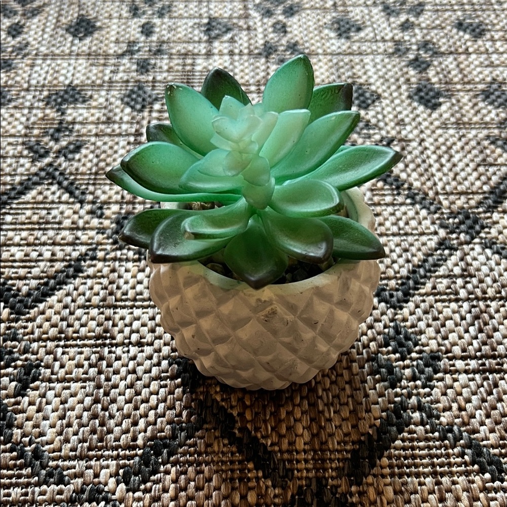 Green Succulent in White Textured Pot